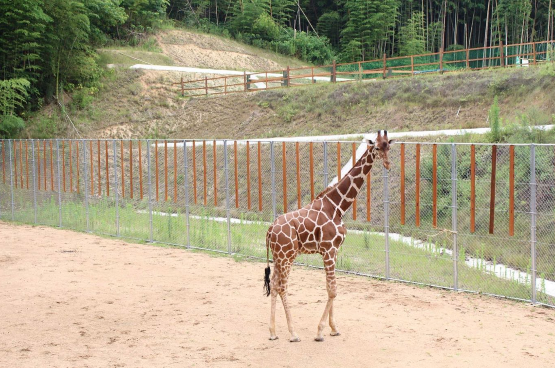 東かがわ市 しろとり動物園 香川県地域おこし協力隊 さぬきの輪web