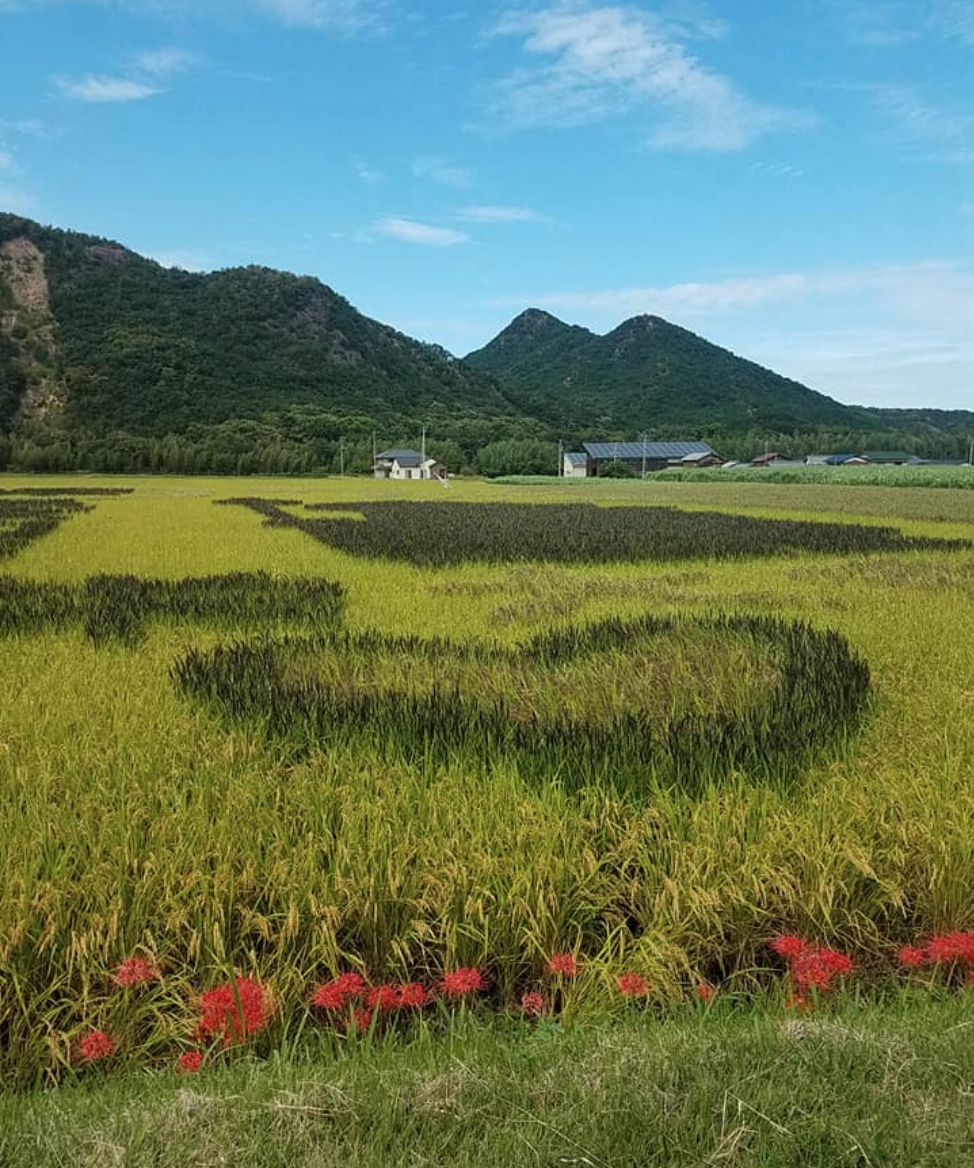 東かがわ市 空ちゃん田んぼ あぜみちマルシェ 香川県地域おこし協力隊 さぬきの輪web