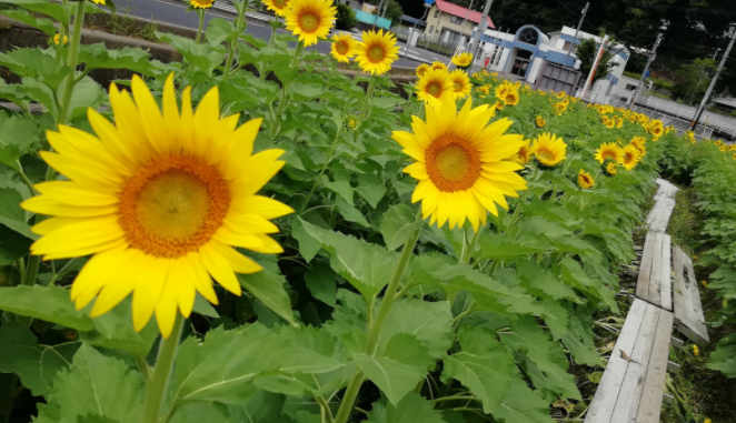 まんのう町 まんのう町帆山のひまわり畑には秘密の迷路があります 香川県地域おこし協力隊 さぬきの輪web